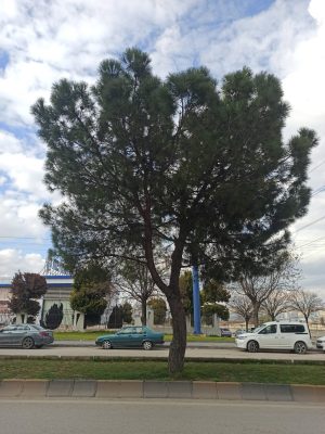 Eser Görseli